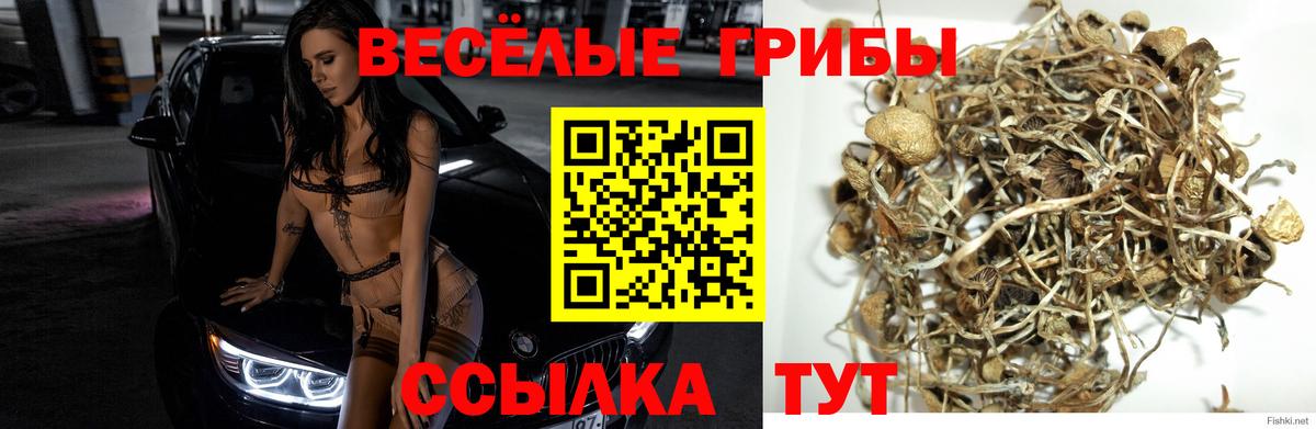Псилоцибиновые грибы Psilocybe Вышний Волочёк